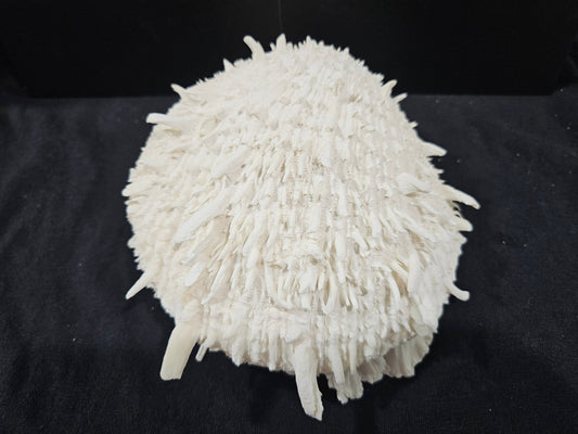 Spondylus Shell Pair 6"- Exact Shell Shown