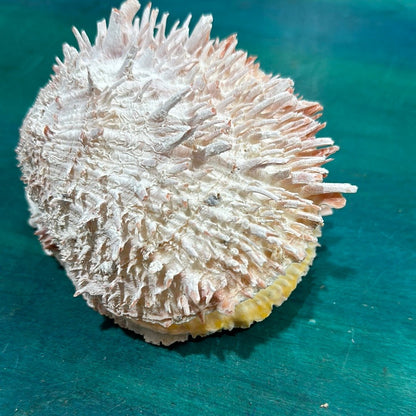 Spondylus Shell Pair 5" - Exact Shell Shown