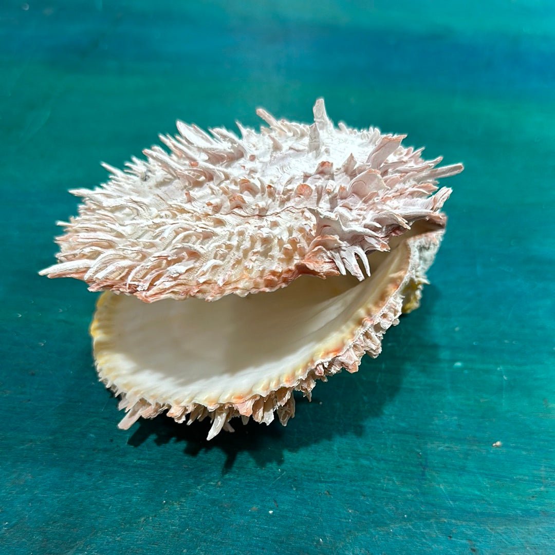 Spondylus Shell Pair 5" - Exact Shell Shown
