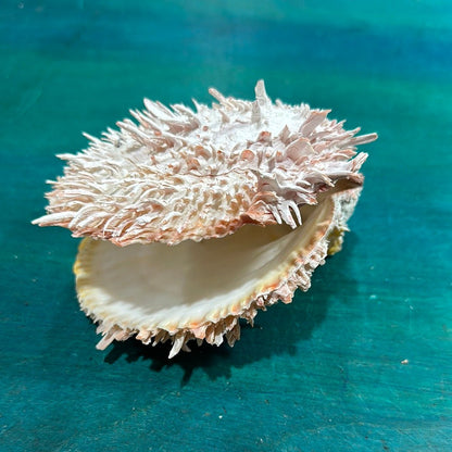 Spondylus Shell Pair 5" - Exact Shell Shown