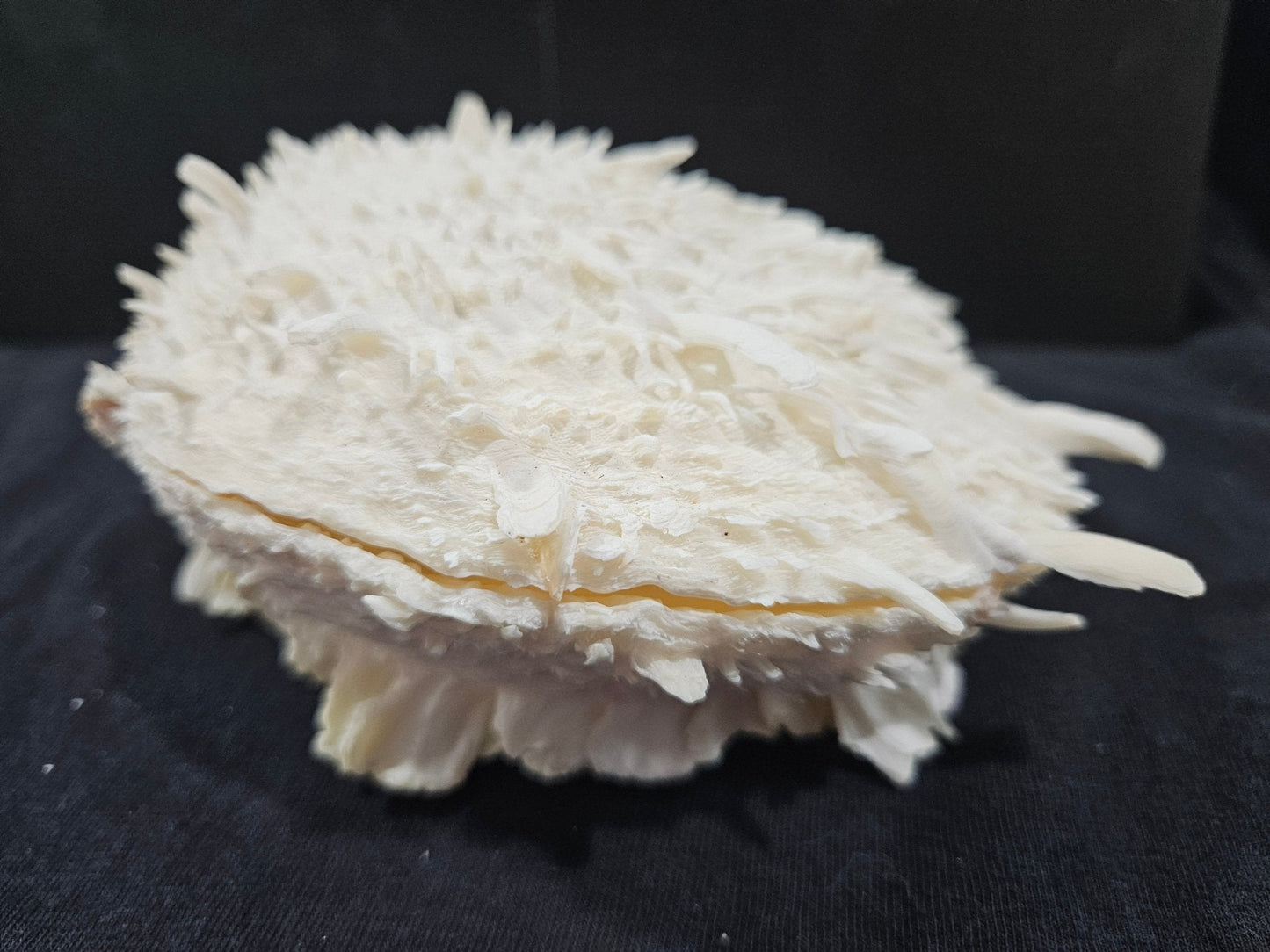 Spondylus Shell Pair 6"- Exact Shell Shown