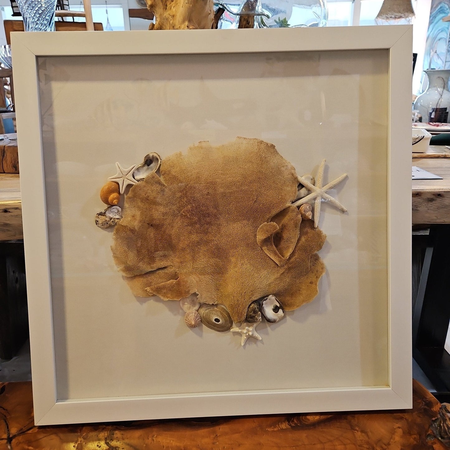 Sponge Sea-fan and shell shadow box