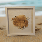 Sponge Sea-fan and shell shadow box