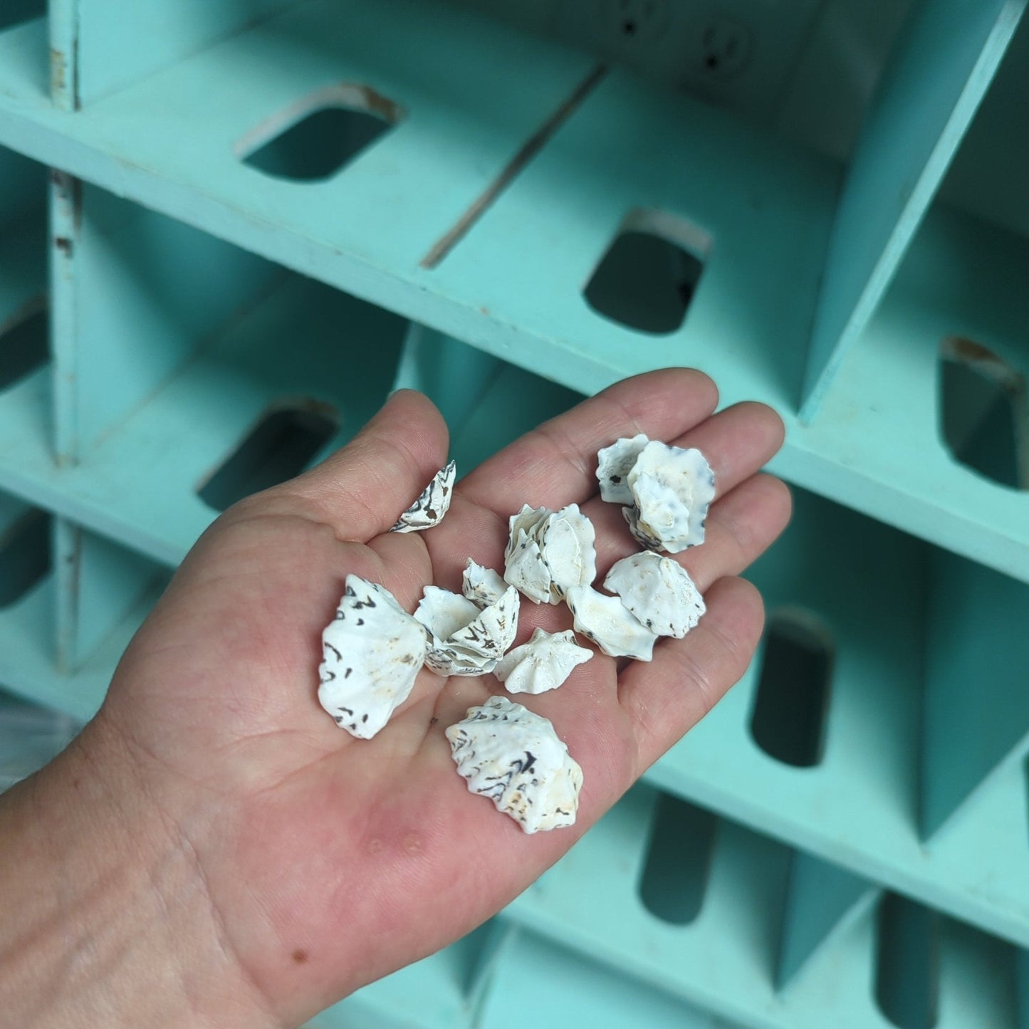 Star Limpet Shells - Cellana stellifera