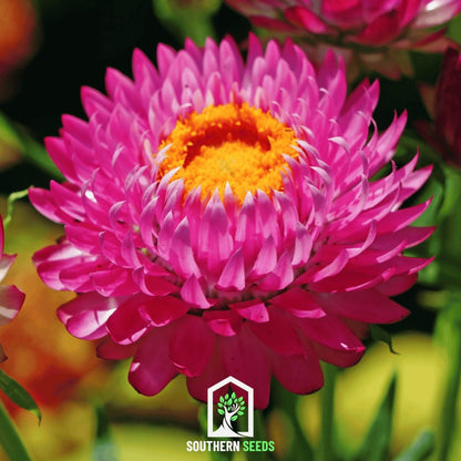 Purple-Red Strawflower – 100 Seeds