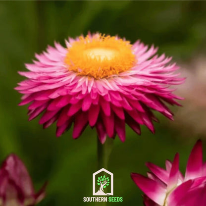 Purple-Red Strawflower – 100 Seeds