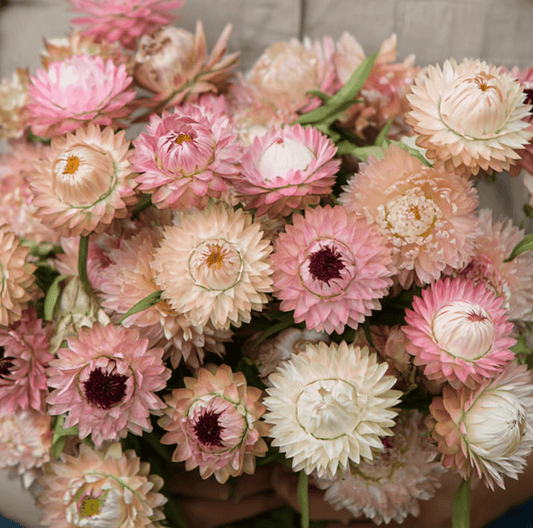 Silver Rose Strawflower – 25 Seeds