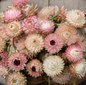 Silver Rose Strawflower – 25 Seeds