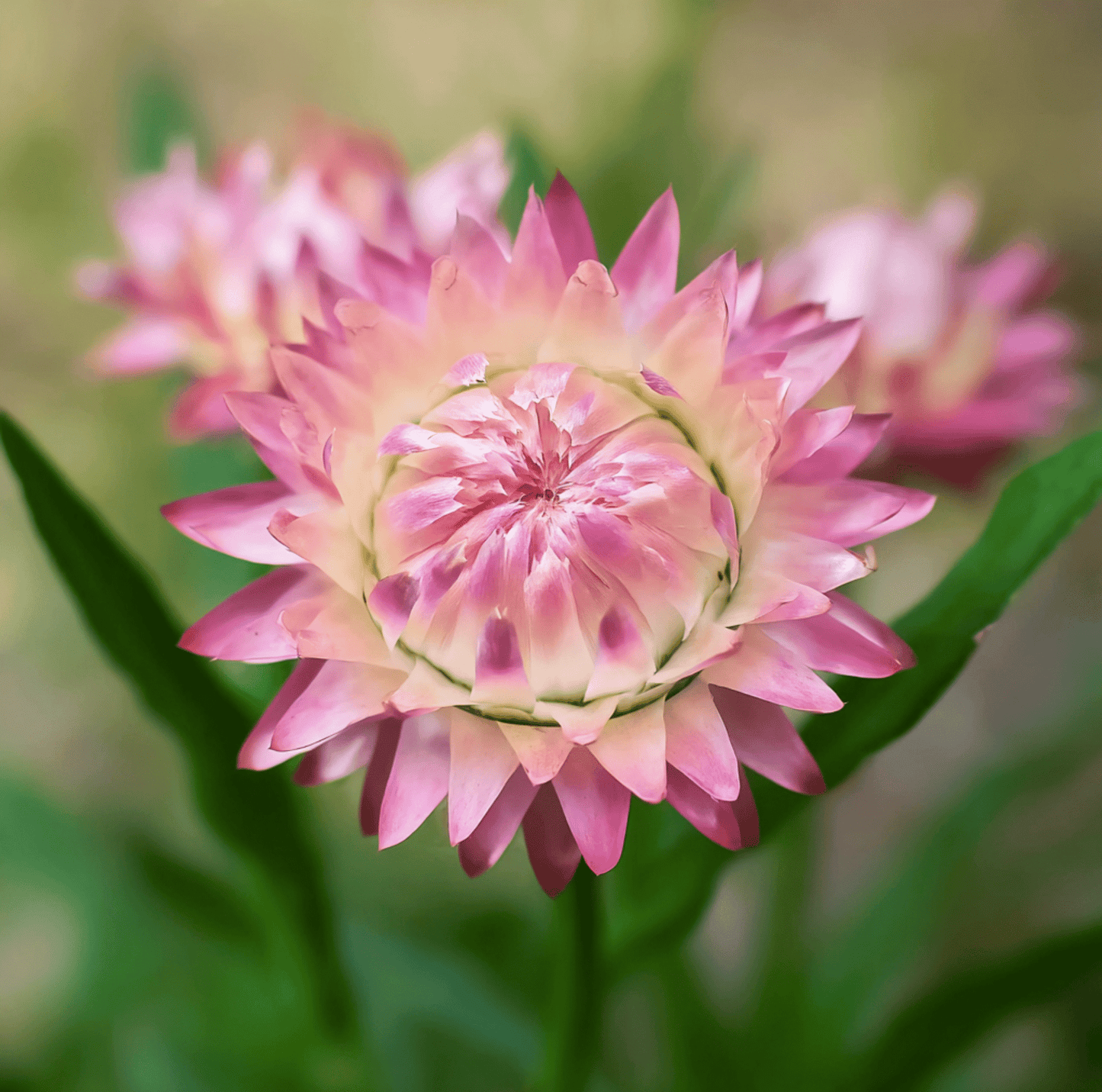 Silver Rose Strawflower – 25 Seeds