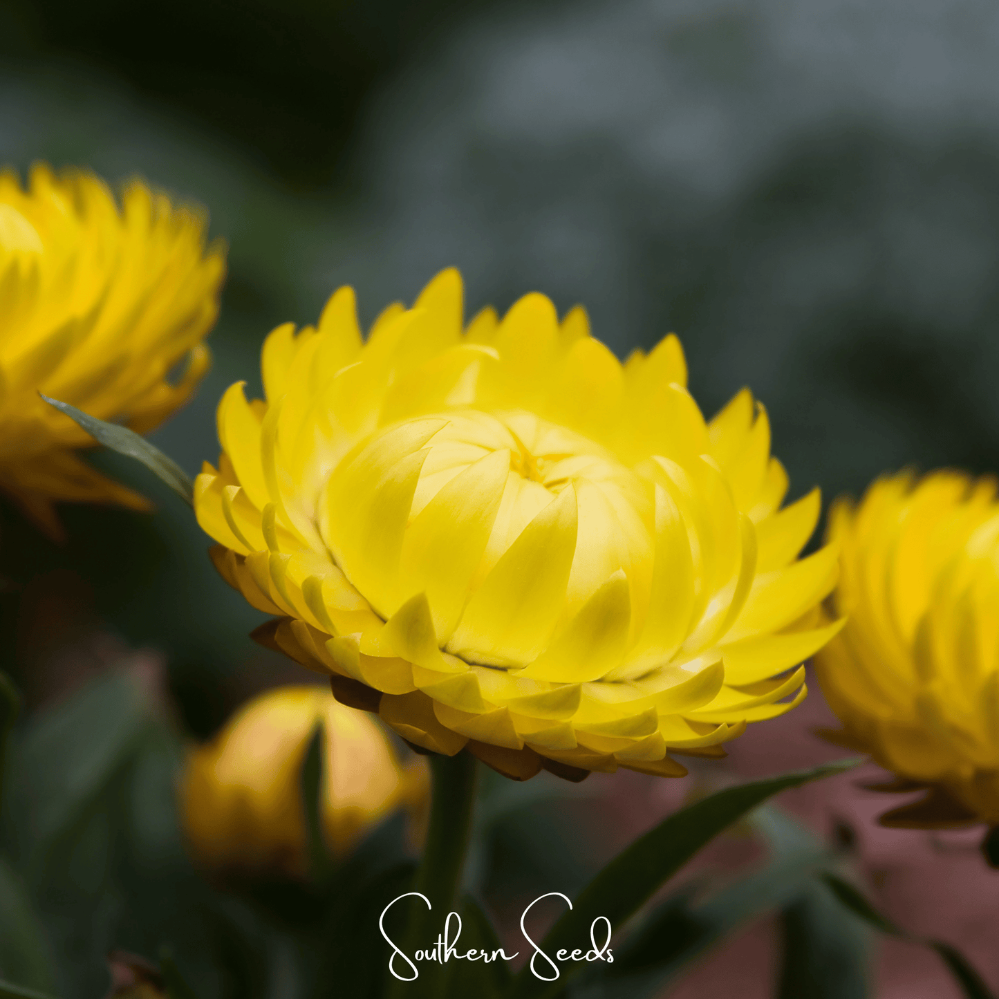 Yellow Strawflower – 100 Seeds