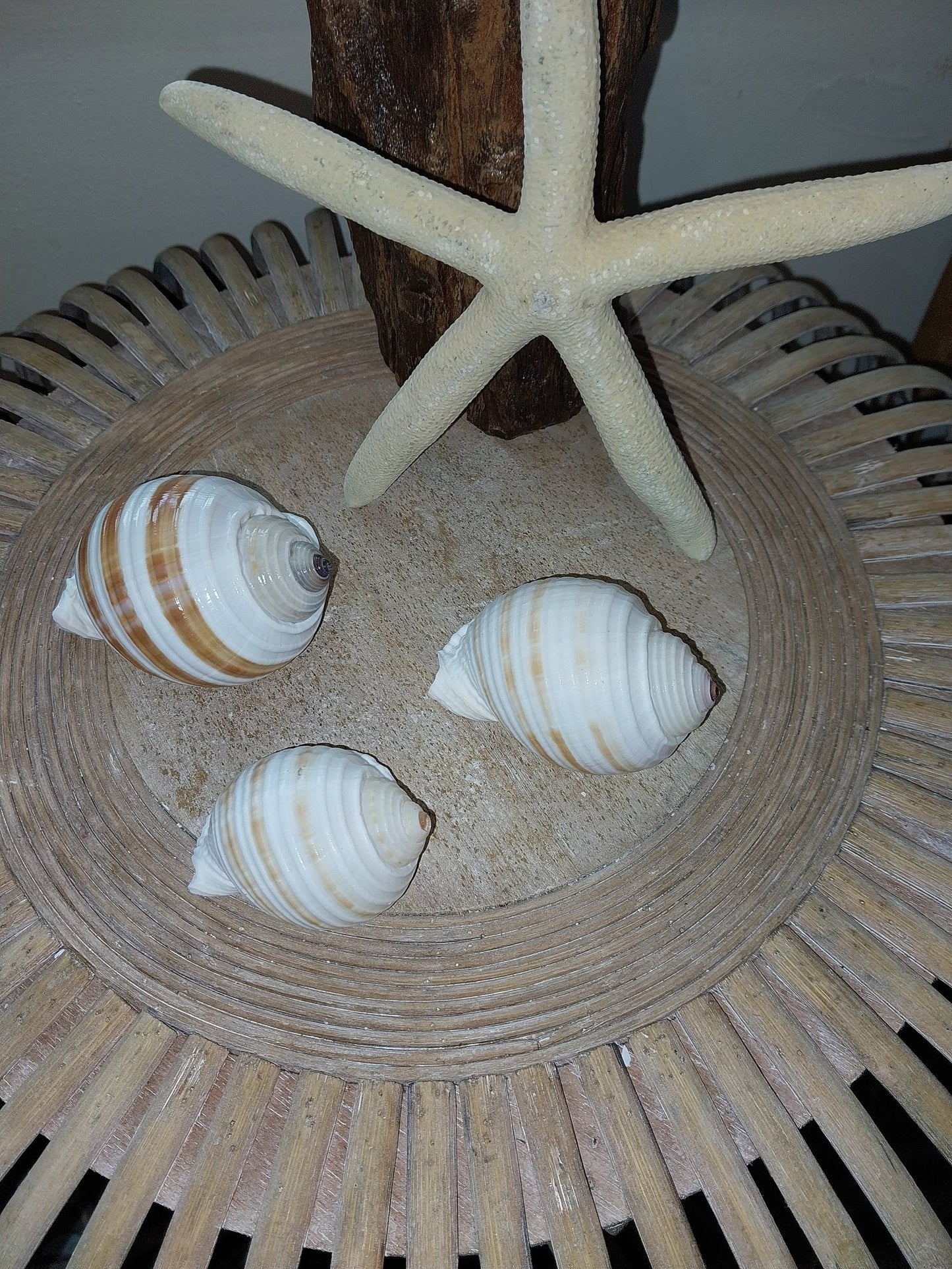 Striped Tonna Tessalota Shell 2-3" | Pear-Shaped Display Shells | Bulk Packs Available