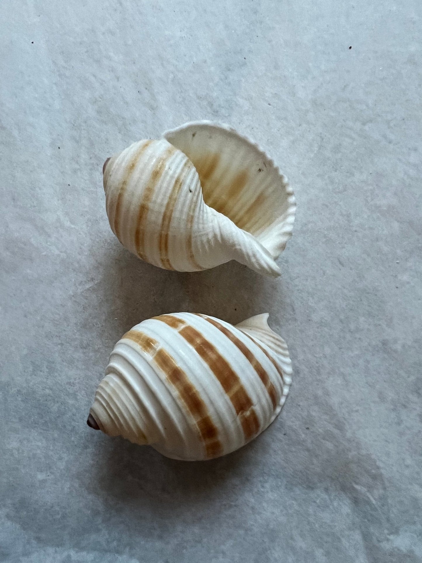 Striped Tonna Tessalota Shell 2-3" | Pear-Shaped Display Shells | Bulk Packs Available