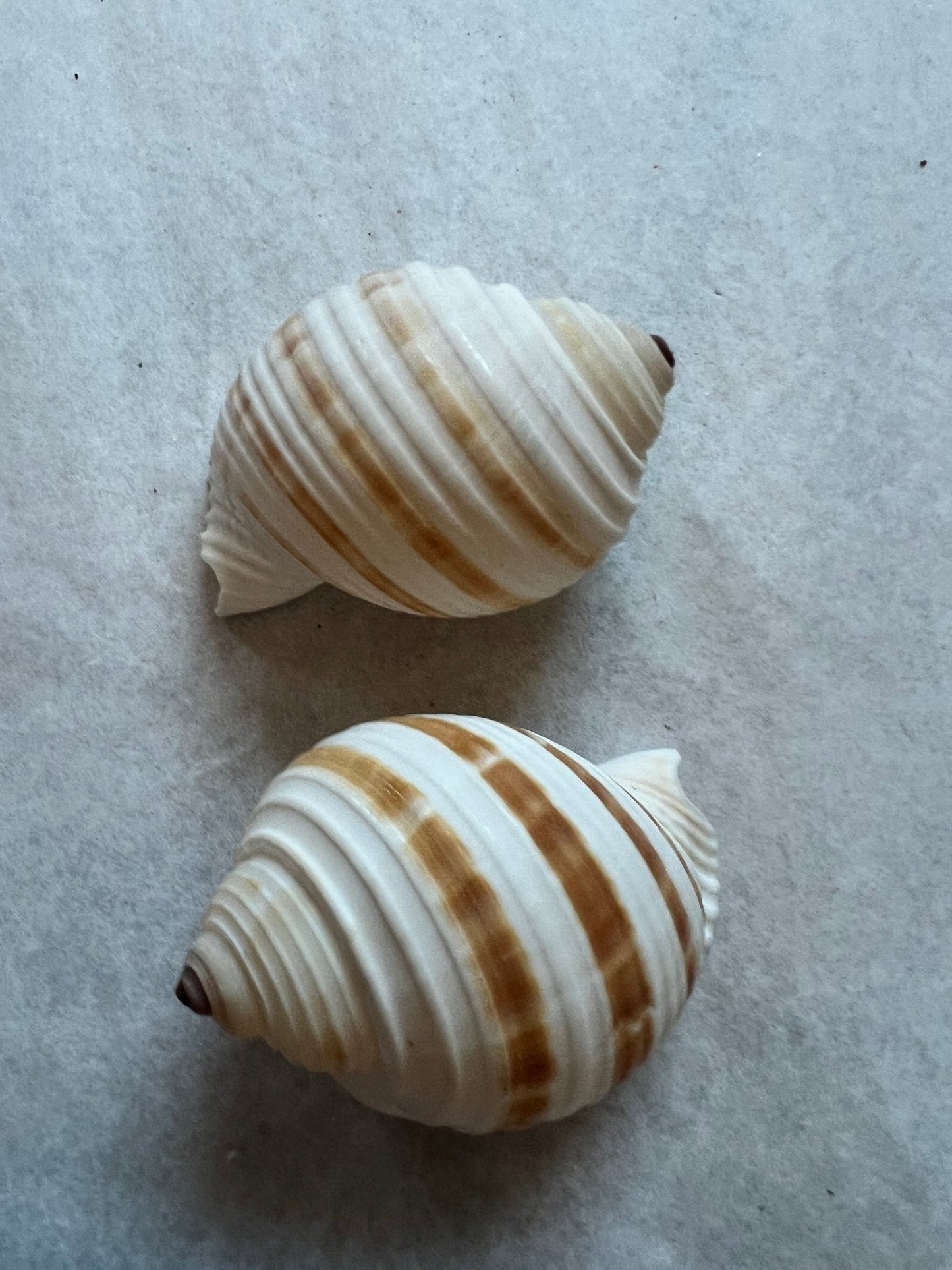 Striped Tonna Tessalota Shell 2-3" | Pear-Shaped Display Shells | Bulk Packs Available