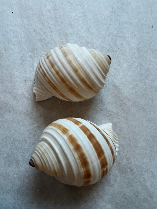 Striped Tonna Tessalota Shell 2-3" | Pear-Shaped Display Shells | Bulk Packs Available