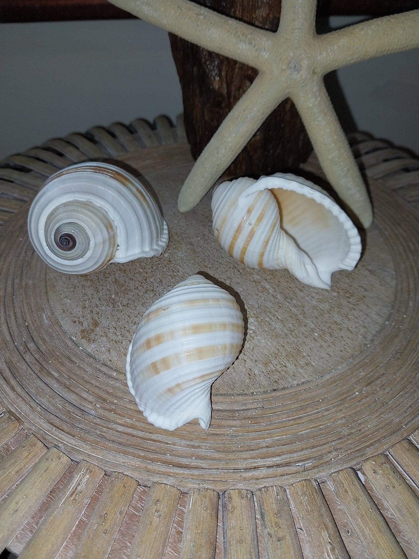 Striped Tonna Tessalota Shell 2-3" | Pear-Shaped Display Shells | Bulk Packs Available