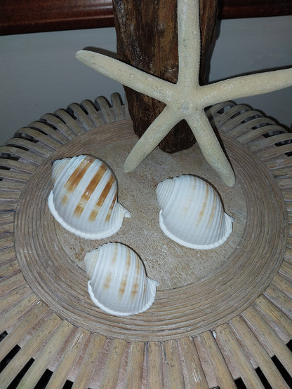 Striped Tonna Tessalota Shell 2-3" | Pear-Shaped Display Shells | Bulk Packs Available