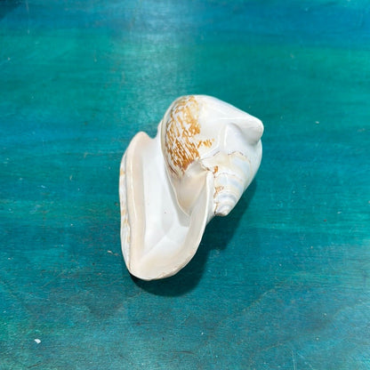 Strombus latissimus aka Widest Pacific Conch, White