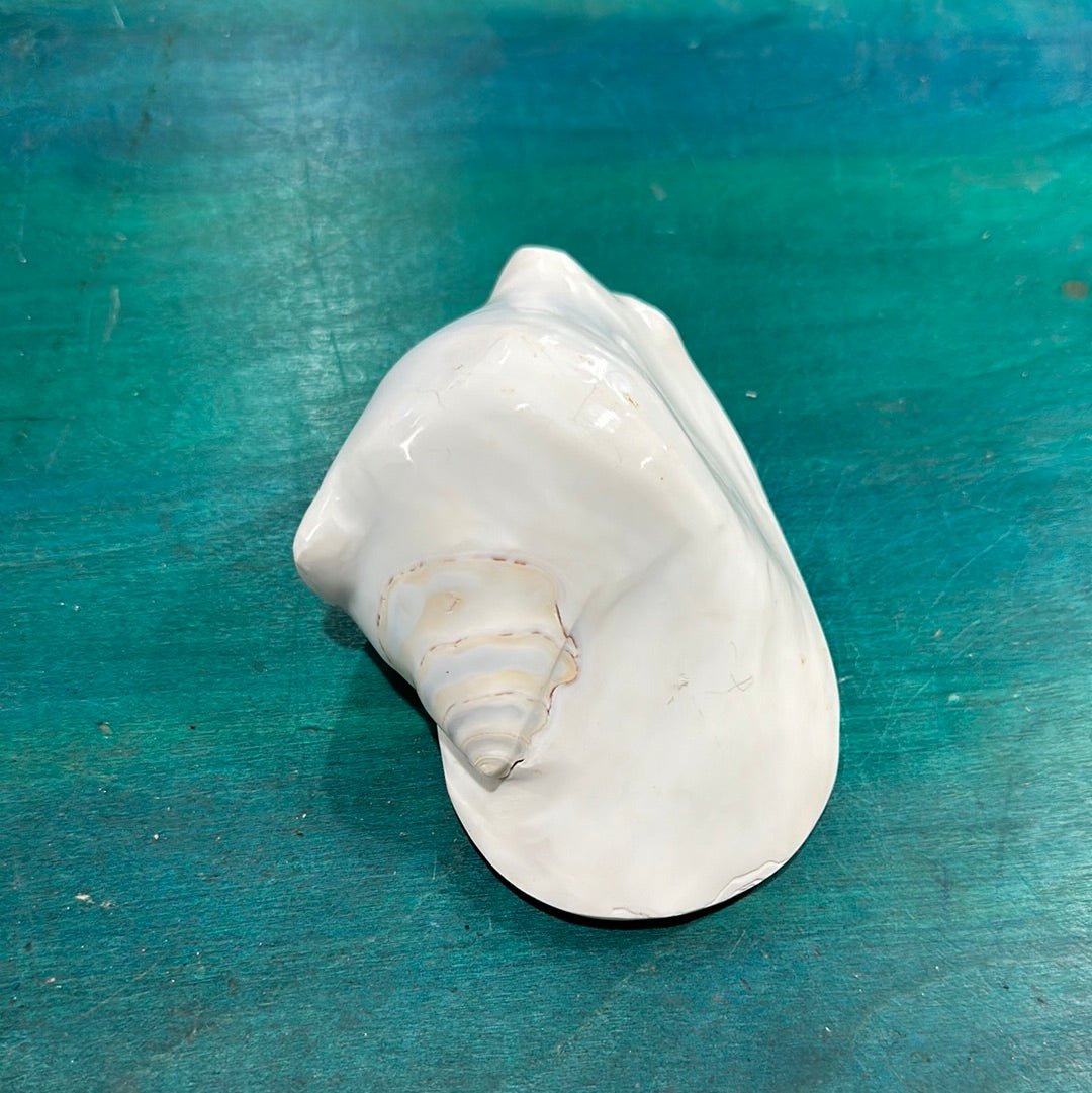 Strombus latissimus aka Widest Pacific Conch, White