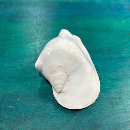 Strombus latissimus aka Widest Pacific Conch, White
