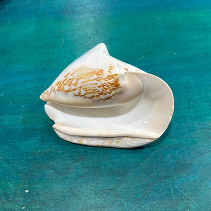 Strombus latissimus aka Widest Pacific Conch, White