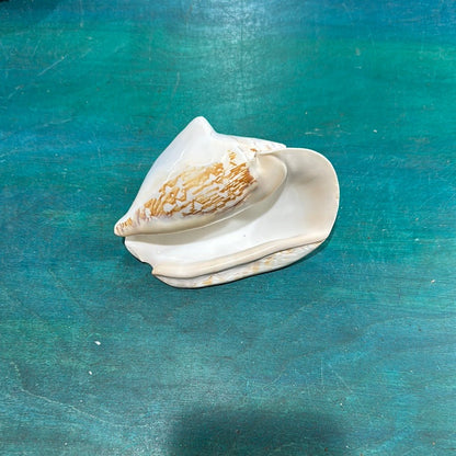 Strombus latissimus aka Widest Pacific Conch, White