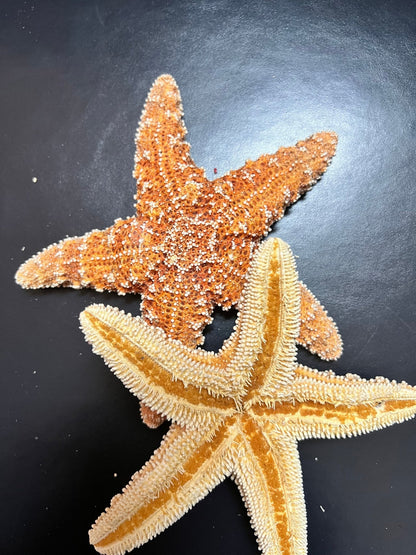 Real Dried Sugar Starfish