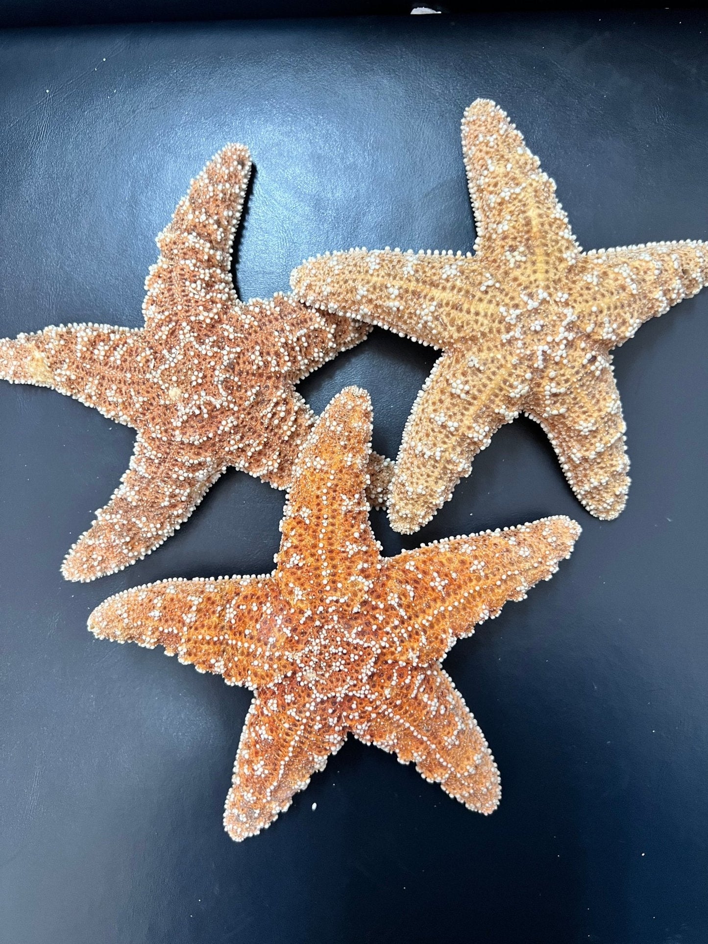 Real Dried Sugar Starfish