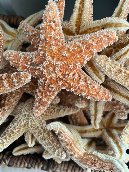 Real Dried Sugar Starfish