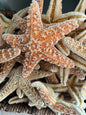 Real Dried Sugar Starfish