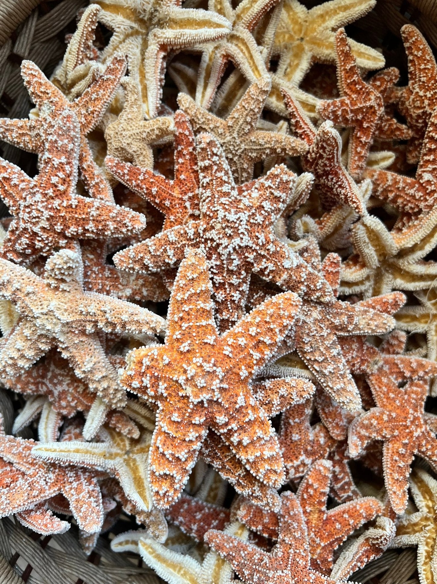 Real Dried Sugar Starfish
