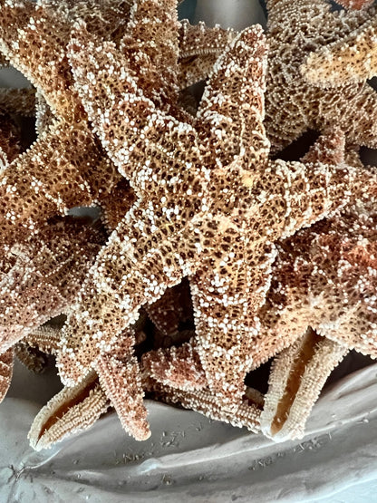 Real Dried Sugar Starfish