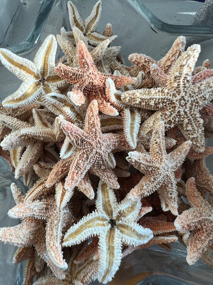 Real Dried Sugar Starfish
