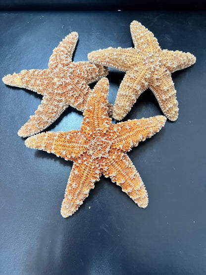 Real Dried Sugar Starfish