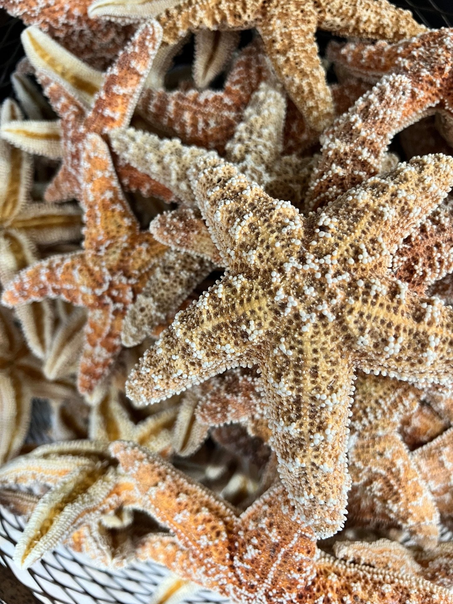 Real Dried Sugar Starfish