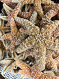 Real Dried Sugar Starfish