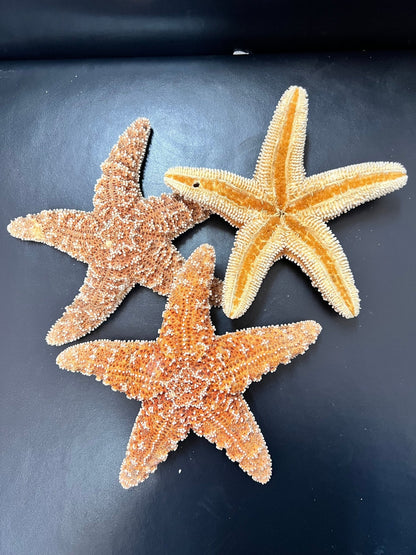 Real Dried Sugar Starfish
