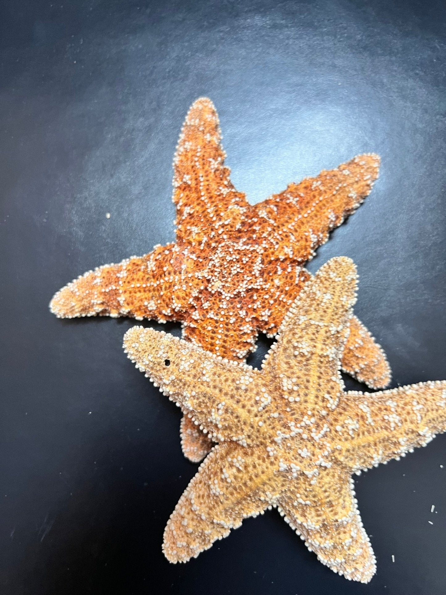 Real Dried Sugar Starfish