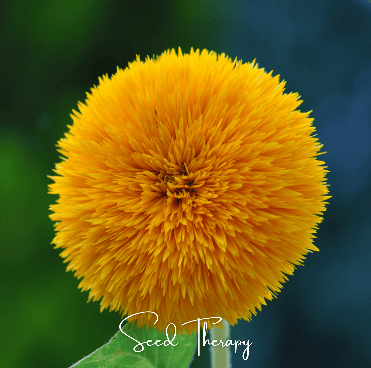 Giant Sungold Sunflower – 25 Seeds