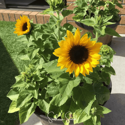 Incredible Dwarf Sunflower – 20 Seeds
