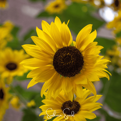 Incredible Dwarf Sunflower – 20 Seeds