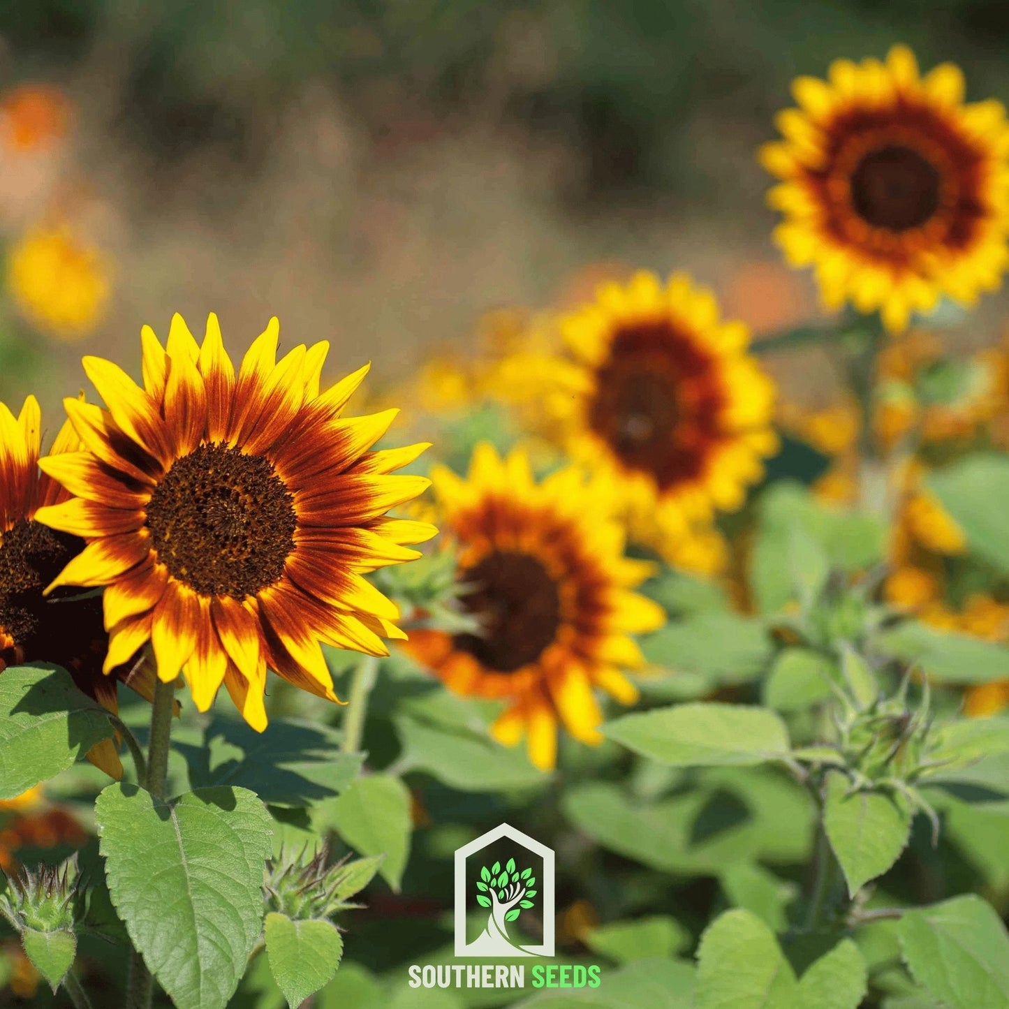Ring of Fire Sunflower – 25 Seeds