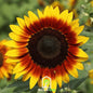 Ring of Fire Sunflower – 25 Seeds