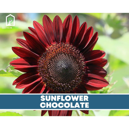 Sunflower Seed Collection – 6 Varieties