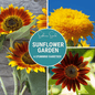 Sunflower Seed Collection – 6 Varieties