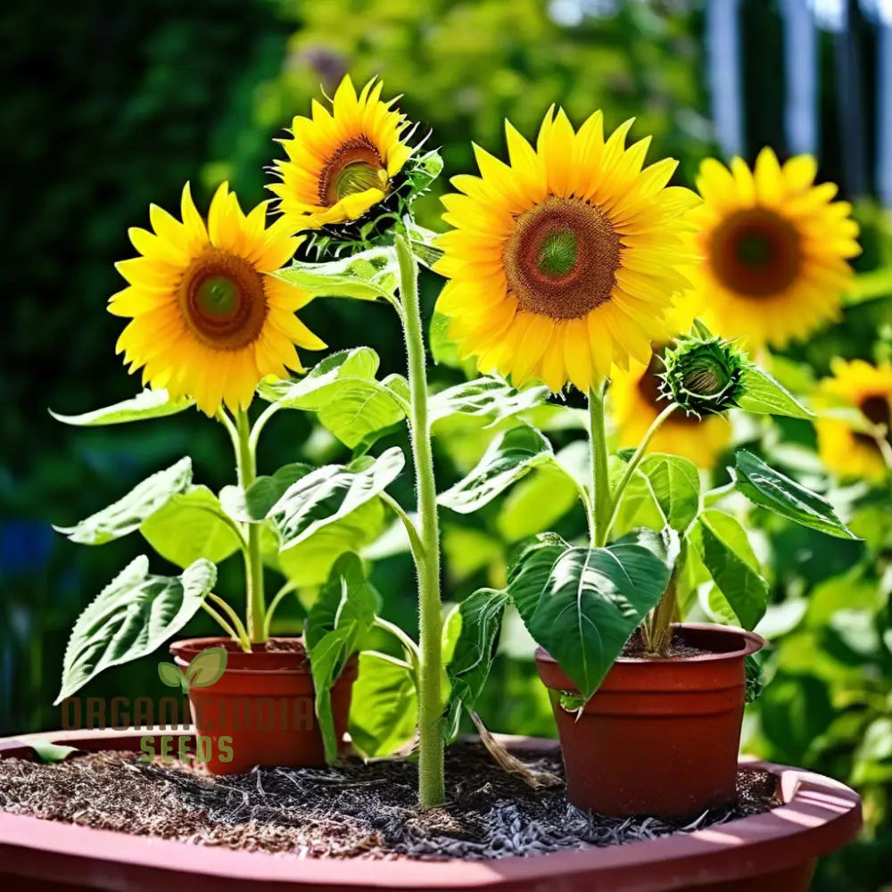 Sunflower Seed Mix, Premium Flower Seeds for Planting and Gardening - Cultivate a Bright and Cheerful Garden with Stunning Blooms