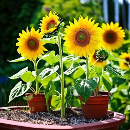 Sunflower Seed Mix, Premium Flower Seeds for Planting and Gardening - Cultivate a Bright and Cheerful Garden with Stunning Blooms