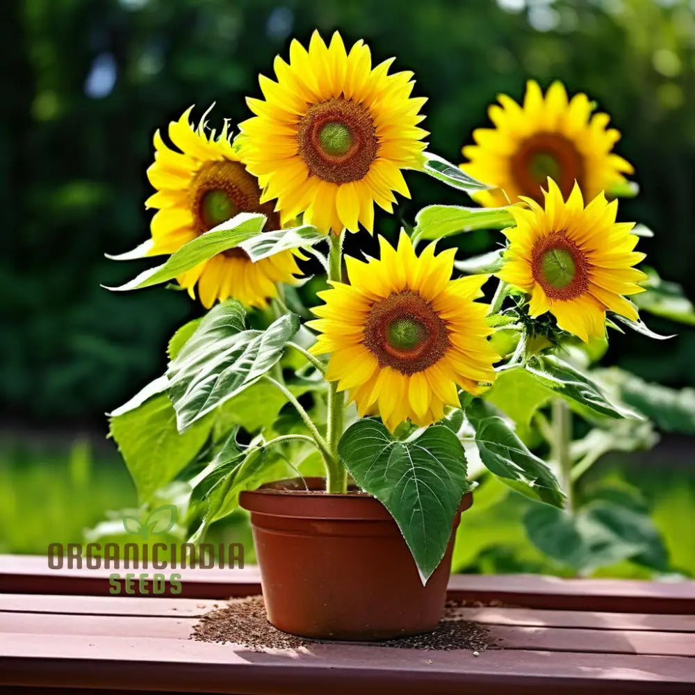 Sunflower Seed Mix, Premium Flower Seeds for Planting and Gardening - Cultivate a Bright and Cheerful Garden with Stunning Blooms