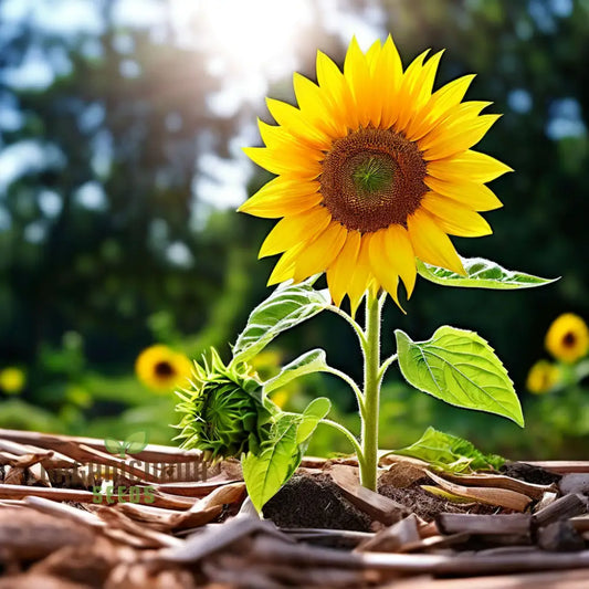 Sunflower Seed Mix, Premium Flower Seeds for Planting and Gardening - Cultivate a Bright and Cheerful Garden with Stunning Blooms