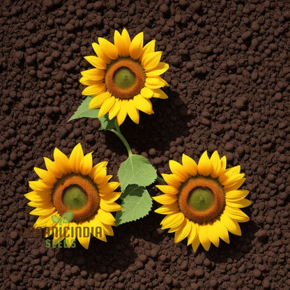 Sunflower Seeds for Planting Elevate Your Gardening Experience with Tall, Stunning Flowers and Abundant Sunshine