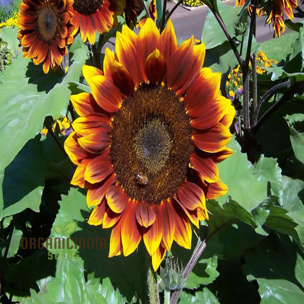 Sunflower Seeds - Ruby Passion â€“ Elevate Your Gardening with Bold, Vibrant Blooms!